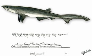 dessin de Requin perlon
